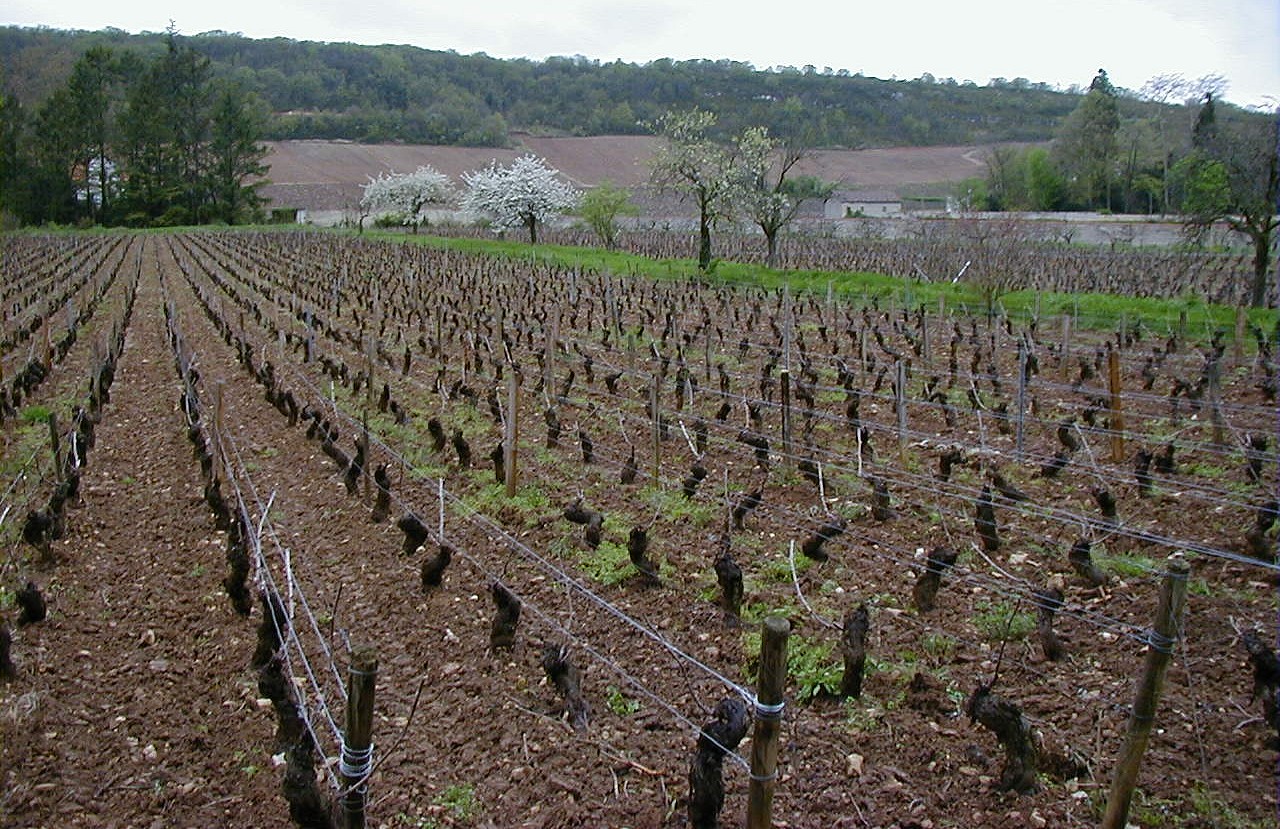 the Clos du Chapitre, early Spring